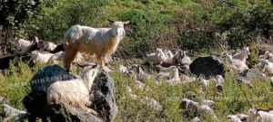 Goats before the Har ki Dun Summit